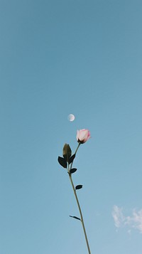 Flower and sky view astronomy outdoors blossom.