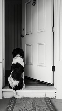 Dog sitting waiting at a door flooring animal mammal.