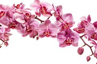 Orchid border blossom flower petal.