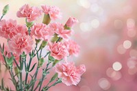 Pink carnation flowers bouquet blossom plant rose.