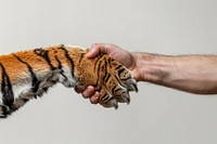 Tiger leg shaking human hand electronics.