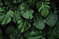 Hawaii leaves vegetation plant green.
