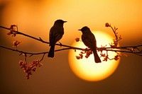 Bird silhouette photography backlighting blackbird outdoors.