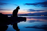 Cat silhouette photography backlighting wildlife animal.