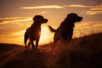 Dog silhouette photography backlighting outdoors nature.