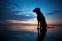 Dog silhouette photography backlighting outdoors animal.