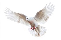 White pigeon animal flying bird.