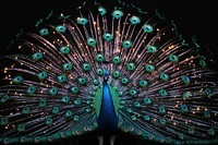 Peacock animal light bird.