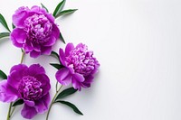 Bouquet peony purple flower blossom plant inflorescence.