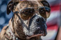 A dog wearing sunglasses accessories accessory bulldog.