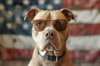 A dog wearing 1940s sunglasses accessories accessory bulldog.