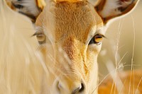 Safari antelope wildlife kangaroo.