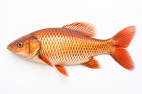 Carp goldfish animal sea life.