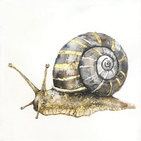 A snail invertebrate ammunition arachnid.