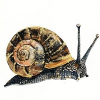 A snail invertebrate animal spiral.