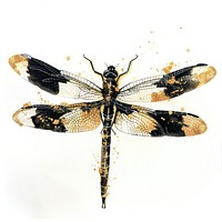 Dragonfly invertebrate anisoptera animal.