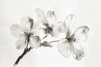 Monochromatic cherry blossom drawing flower sketch.