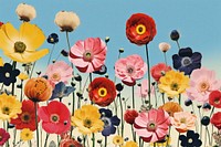 Retro collage of flowers asteraceae outdoors anemone.
