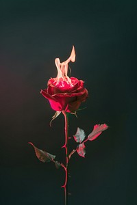 Red rose on fire flower petal plant.
