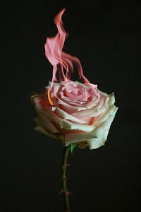 White rose on fire flower petal plant.