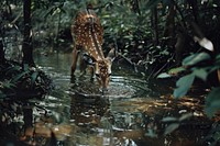 Wild animal drinking water in jungle vegetation rainforest wildlife.