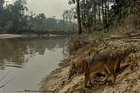 Wild animal stand on river bank drinking water in jungle vegetation rainforest outdoors.