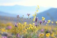 Wildflowers in Death Valley National Park countryside asteraceae vegetation.