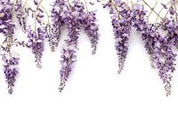 Wisteria vine lavender blossom flower.