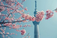 Cherry Blossom and Sakura with Tokyo SkyTree tokyo skytree architecture building.