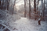 Snow vegetation outdoors woodland.