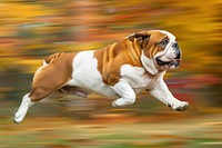 Bulldog running animal canine mammal.