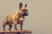 French bulldog on skatboard animal canine mammal.
