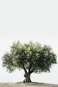 Lone olive tree in field