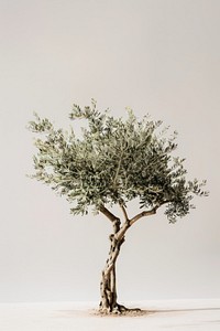 Olive tree plant wood art.