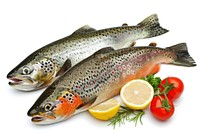 Fresh raw fish salmon trout animal.