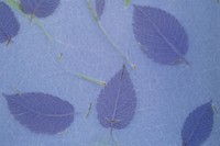 Plant fibre mulberry paper texture outdoors blossom.