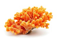 A orange coral invertebrate outdoors animal.