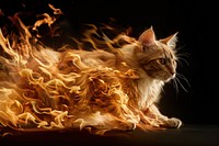 A cat flame fire animal.