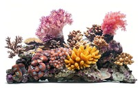 Reef invertebrate coral reef outdoors.