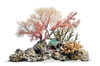 Reef coral reef outdoors aquarium.