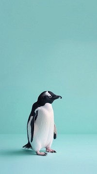 Penguin animal wildlife bird.