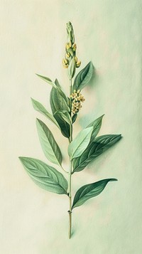Wallpaper Wildflower sketch plant herbs.