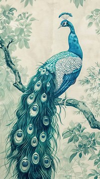 Wallpaper Peacock peacock backgrounds drawing.