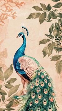 Wallpaper Peacock peacock backgrounds animal.