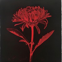 Silkscreen of a Aster drawing flower nature.