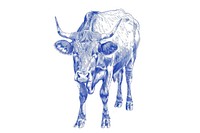 Vintage drawing cow livestock buffalo cattle.