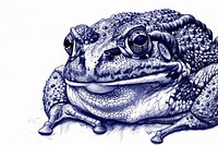 Vintage drawing Frog amphibian reptile animal.