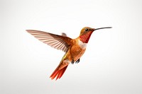Hummingbird hummingbird animal flying.