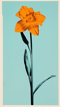 Silkscreen of a colouful narcissus flower nature plant.