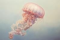Close up on pale a jellyfish animal invertebrate transparent.